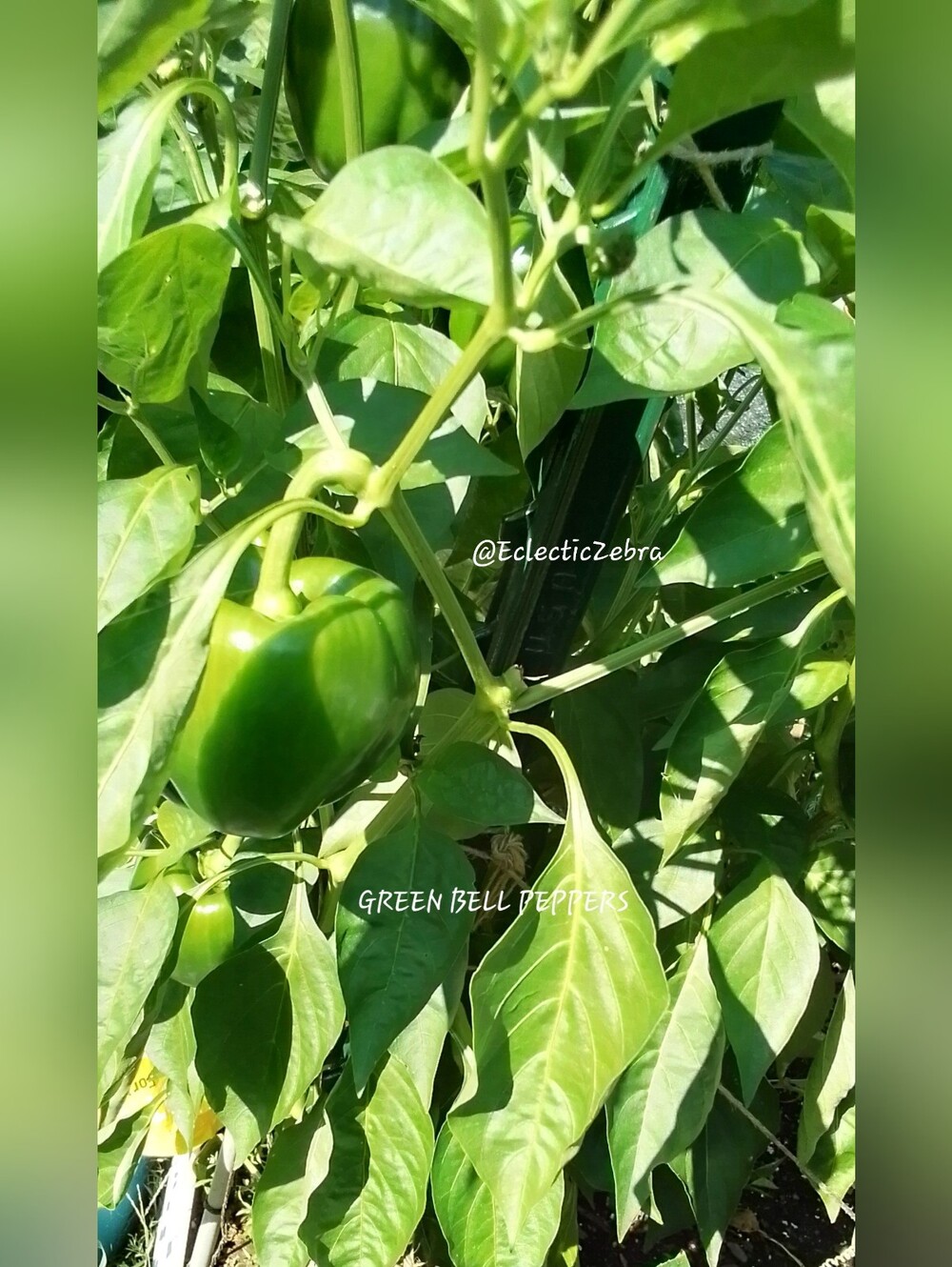 Dried Green Pepper Seeds. Home Grown With Love. 20+